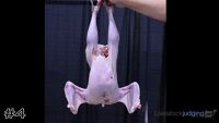 Bird #4