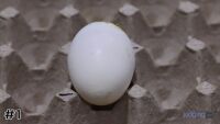 Egg #1