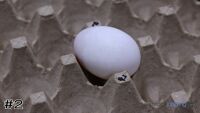 Egg #2