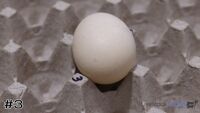 Egg #3