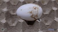 Egg #5