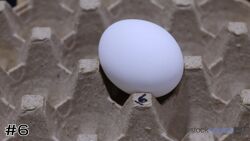 Egg #6