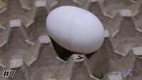 Egg #7