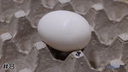 Egg #8
