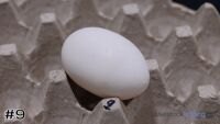 Egg #9