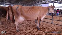 Cow #1