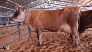 Class #2 Jersey Cows thumbnail