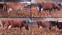 All Animals