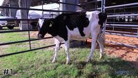 Heifer #1