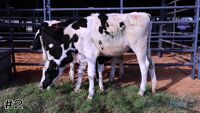 Heifer #2