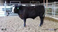 Animal #4