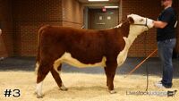 Heifer#3