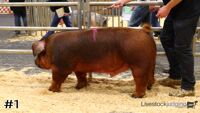 Hog#1