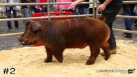 Hog#2