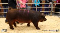 Hog#3