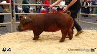 Hog#4