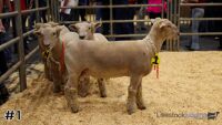 Ram#1