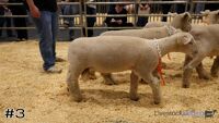 Ram#3