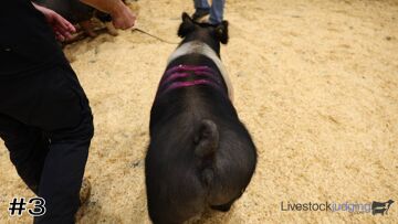 Breeding Gilts class from 2026 Tennessee Block and Bridle thumbnail