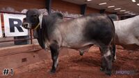 Bull #1