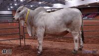 Bull #2