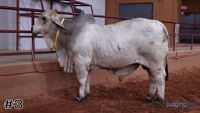 Bull #3