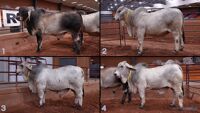 All Animals