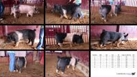 All Animals