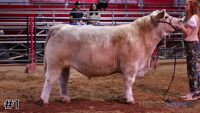 Steer #1