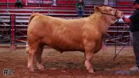 Steer #2