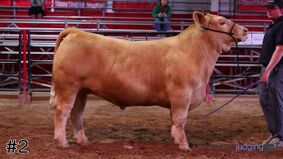 Texas Tech #2