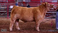 Steer #3