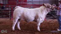 Steer #4