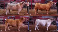 All Animals