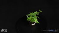 Plant#2
