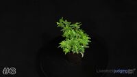 Plant#3