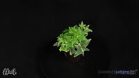 Plant#4