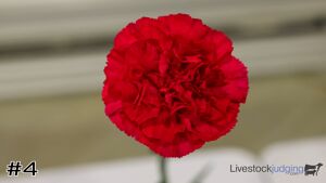 Class #6 Mass Flowers thumbnail
