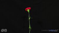 Flower#6