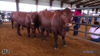 Heifer#1