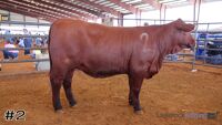 Heifer#2