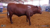 Heifer#3