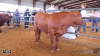 Heifer#4