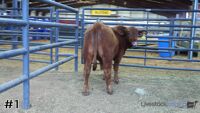 Steer#1