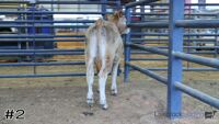 Steer#2