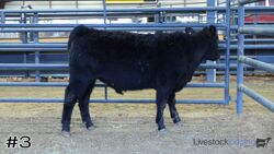 Steer#3