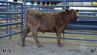 Steer#4