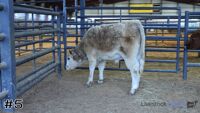 Steer#5