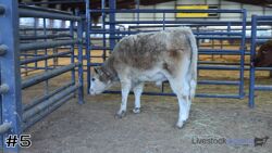 Steer#5