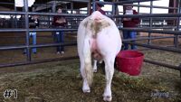 Steer#1